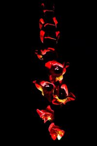 Close-up of red flower over black background