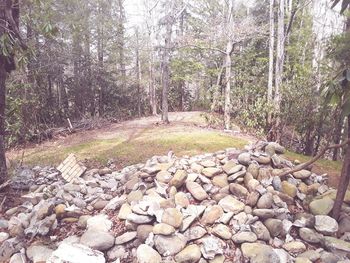 Stone wall by trees in forest