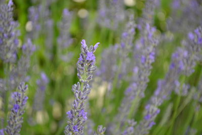 Close-up of purple flowering plant on field