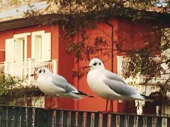 Close-up of bird perching on house