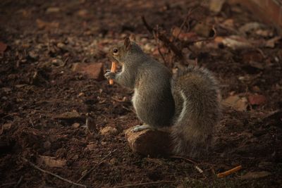 High angle view of monkey sitting on field