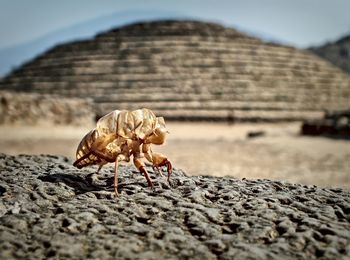 Close-up of insect on rock