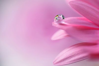 Macro shot of water drop on pink flower petal