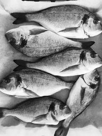 Close-up of fish for sale in market