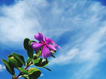 Close-up of pink flowering plant against blue sky