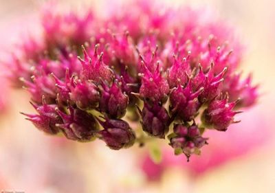 Close-up of pink flower