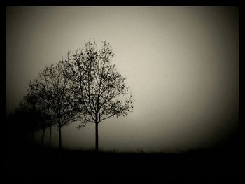 Bare trees on field