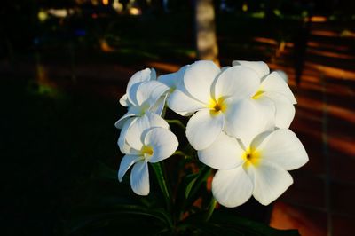 Close-up of white flowers