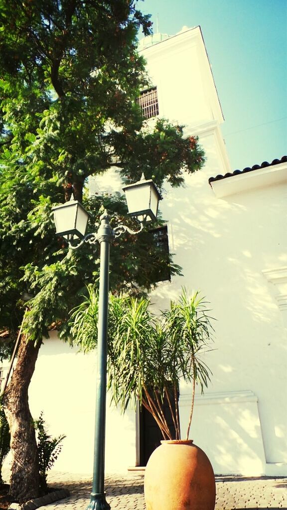 building exterior, tree, architecture, built structure, palm tree, growth, potted plant, sunlight, low angle view, plant, city, street light, clear sky, day, house, building, sky, residential building, shadow, outdoors