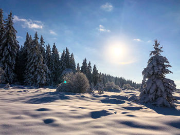 Pine trees on snow covered land against sky