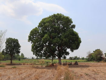 Trees on field against sky