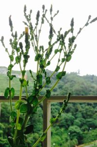 Plants growing in park