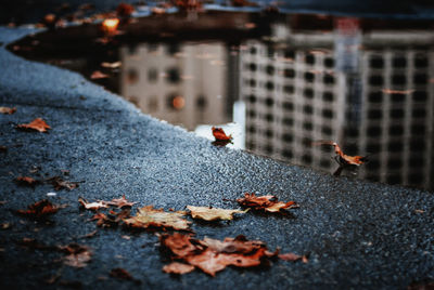 Close-up of dry autumn leaves on wet street