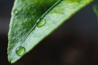 Young plants with water drops close-up. sprouts grown at home, shoots