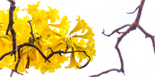 Close-up of yellow flowering plant against white background