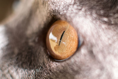 Close-up of dog eye