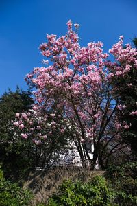 Low angle view of cherry blossoms in spring