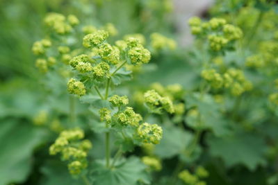 Close-up of flowering plant