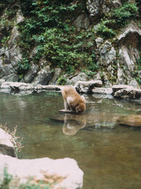 View of an animal on rock by lake