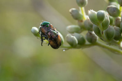 Close-up of insect on plant