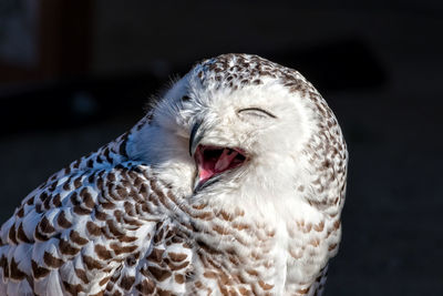 Close-up of bird