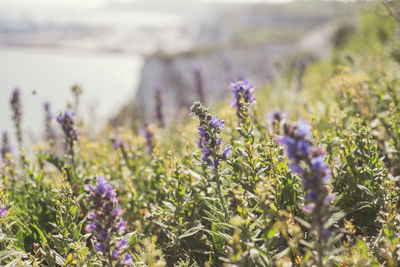 Close-up of lavender flowers on field