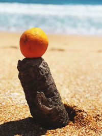 Close-up of orange fruit on beach