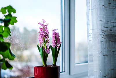 Pink hyacinth blooms in a flowerpot in the apartment on the window sill. selective focus