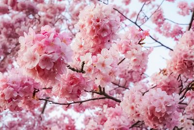 Close-up of pink cherry blossom