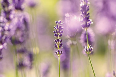 Close-up of purple flowering plants on field