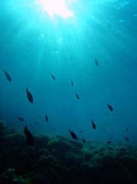 Low angle view of fish swimming in sea