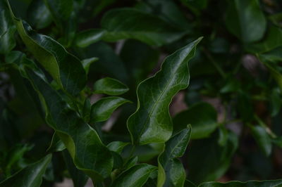 Close-up of fresh green leaves