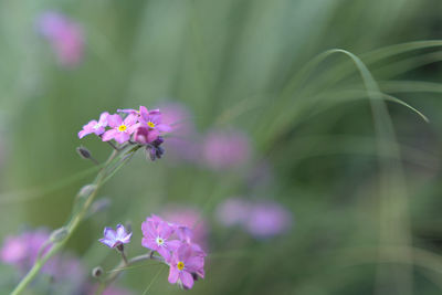 Close-up of pink flowers blooming outdoors