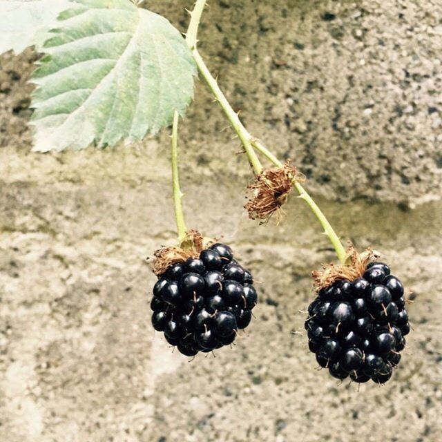 fruit, food and drink, food, close-up, healthy eating, berry fruit, freshness, insect, leaf, berry, focus on foreground, growth, nature, ripe, pine cone, black color, selective focus, plant, day, no people