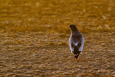 Close-up of bird perching on field