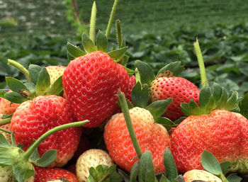 Close-up of strawberries