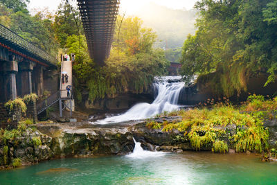 Scenic view of waterfall in forest