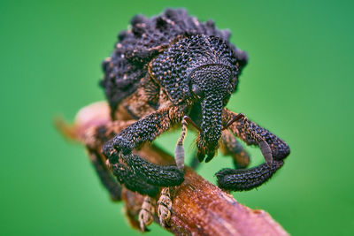 Close-up of insect on leaf