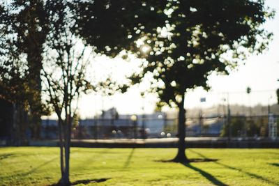 Trees growing in lawn