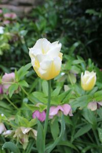 Close-up of white flower