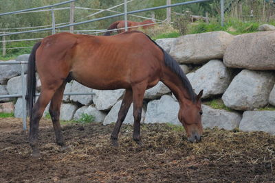 Horse standing in a field