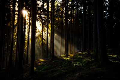 View of trees in the forest