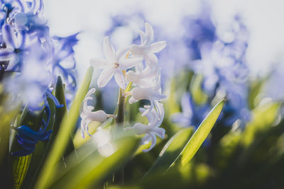 plant