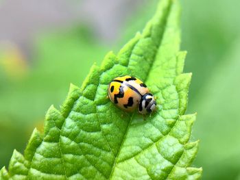 Close-up of ladybug on leaf