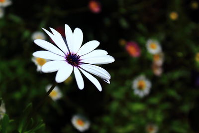 Close-up of white flower blooming outdoors