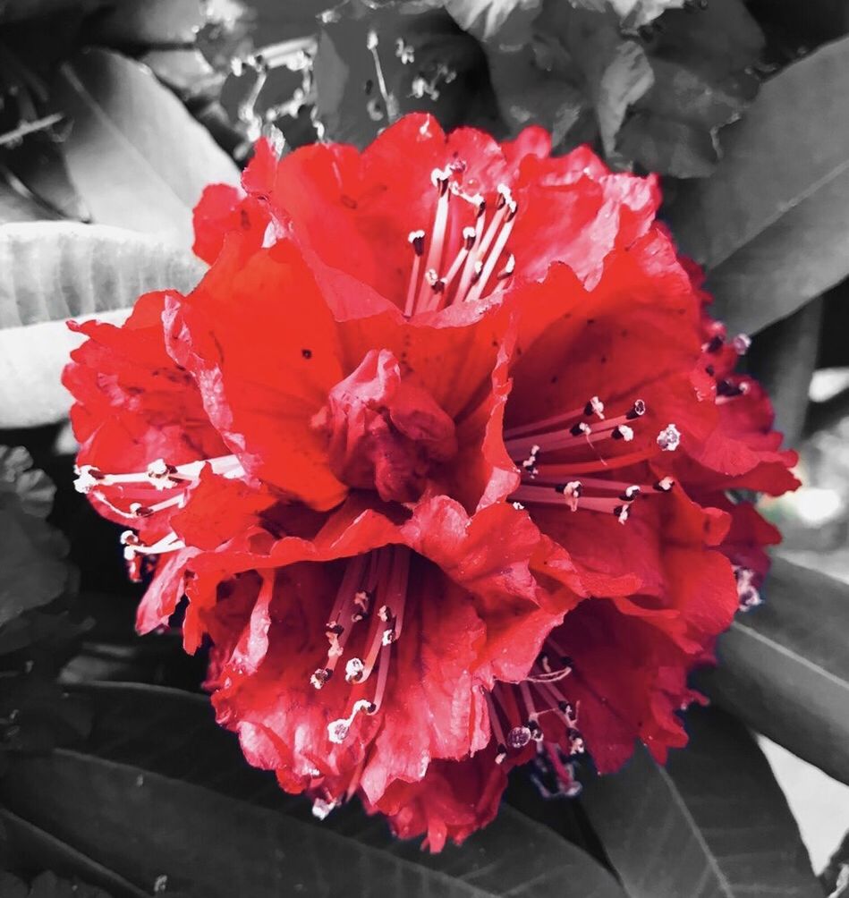 HIGH ANGLE VIEW OF RED ROSE FLOWER BOUQUET