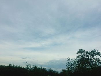 Low angle view of trees against sky