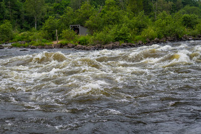 Scenic view of river flowing in forest