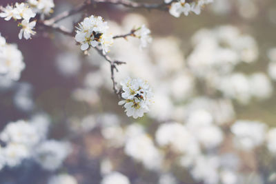 Close-up of white cherry blossom tree