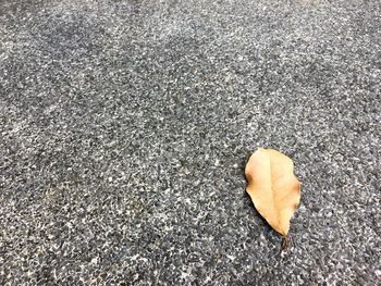 High angle view of maple leaf on street